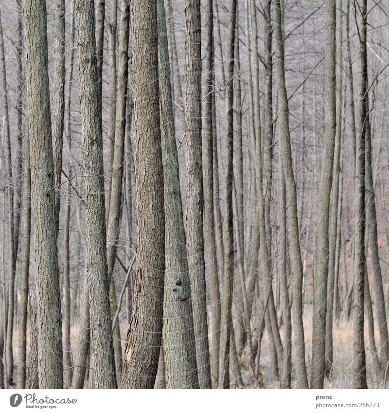 slender Environment Nature Plant Tree Bushes Forest Wood Gray Tree bark Thin Colour photo Exterior shot Deserted Day Shallow depth of field Central perspective