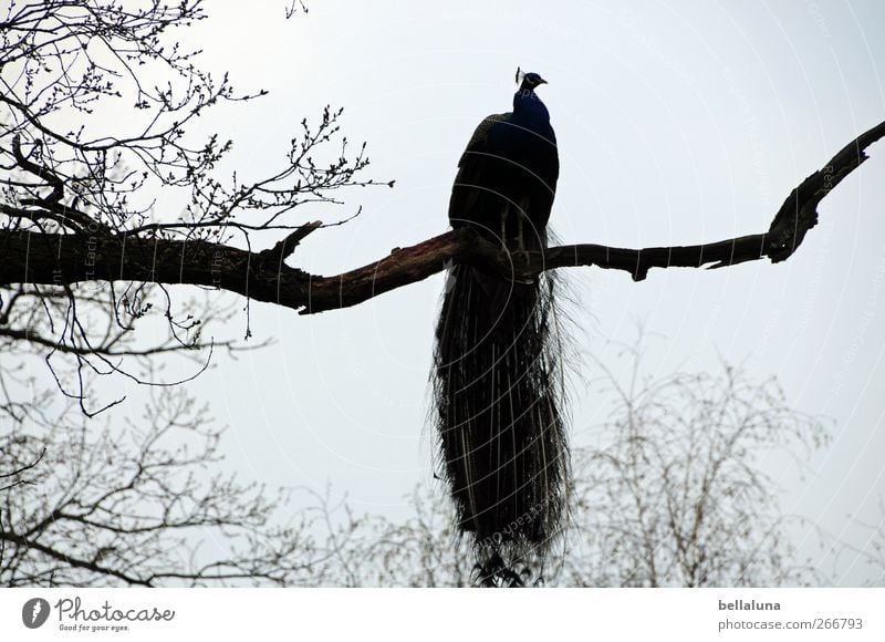 keep the overview Nature Cloudless sky Tree Animal Wild animal Bird Wing 1 Sit Esthetic Athletic Exotic Free Beautiful Peacock Branch Twigs and branches