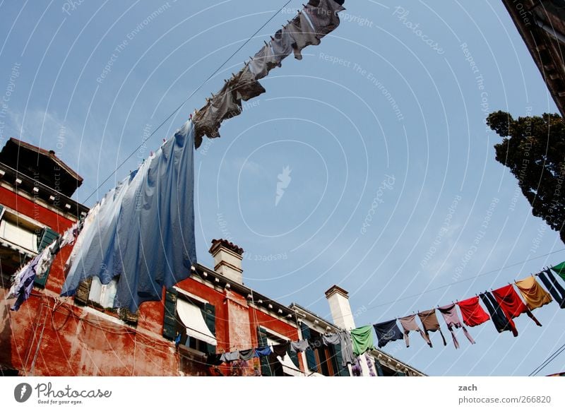 washing day City trip Living or residing House (Residential Structure) Garden Tree Cypress Venice Italy Town Old town Wall (barrier) Wall (building) Facade