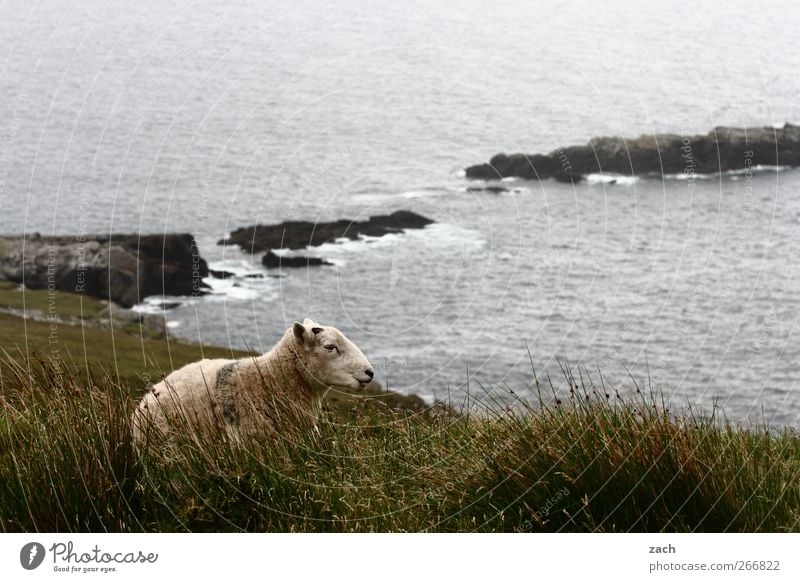 resting place Tourism Landscape Autumn Fog Rain Plant Grass Moss Meadow Waves Coast Ocean Irish Sea Atlantic Ocean Island Ireland Animal Farm animal Sheep 1 Sit