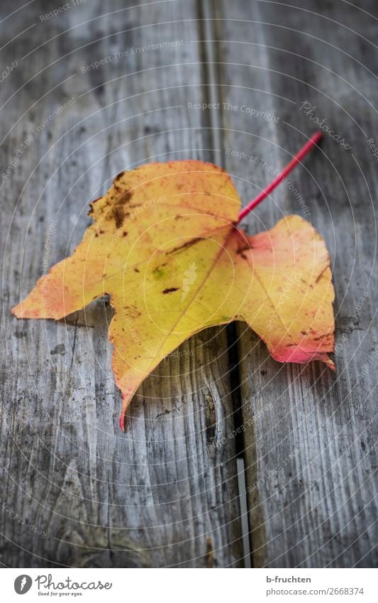 autumn leaf Calm Autumn Plant Leaf Park Wood Select To dry up Dirty Dark Yellow Colour Nature Dream Moving (to change residence) Decline Transience Change