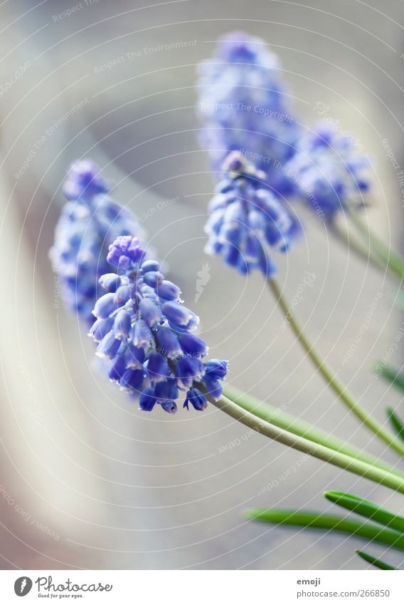 plant Nature Plant Spring Grass Foliage plant Fresh Violet Lavender pearlhyacinths Colour photo Subdued colour Multicoloured Exterior shot Interior shot