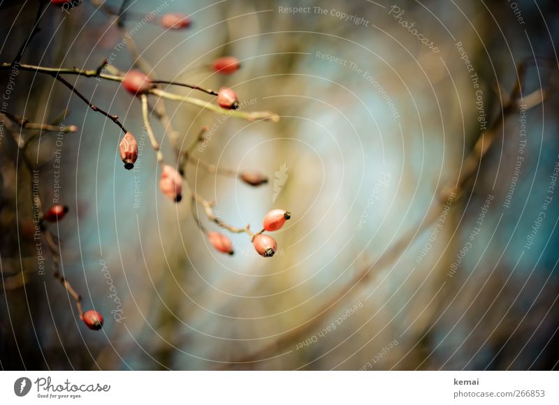 rose hips Environment Nature Plant Autumn Beautiful weather Bushes Wild plant Rose hip Growth Blue Brown Red Colour photo Subdued colour Exterior shot Deserted