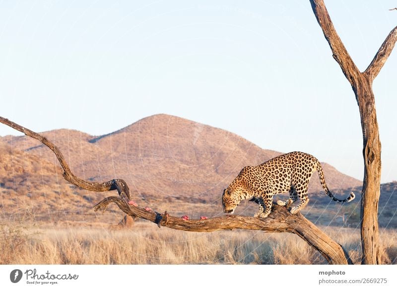 Leopard #17 Meat Tourism Safari Mountain Climbing Mountaineering Nature Landscape Animal Tree Grass Desert Wild animal To feed Dangerous Vacation & Travel