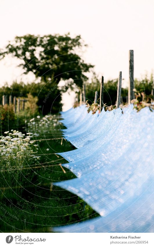 Wine Route - Morning Mood Nature Landscape Spring Summer Plant Tree Grass Blue Brown Gray Green White Vineyard wine route Rhineland-Palatinate Colour photo