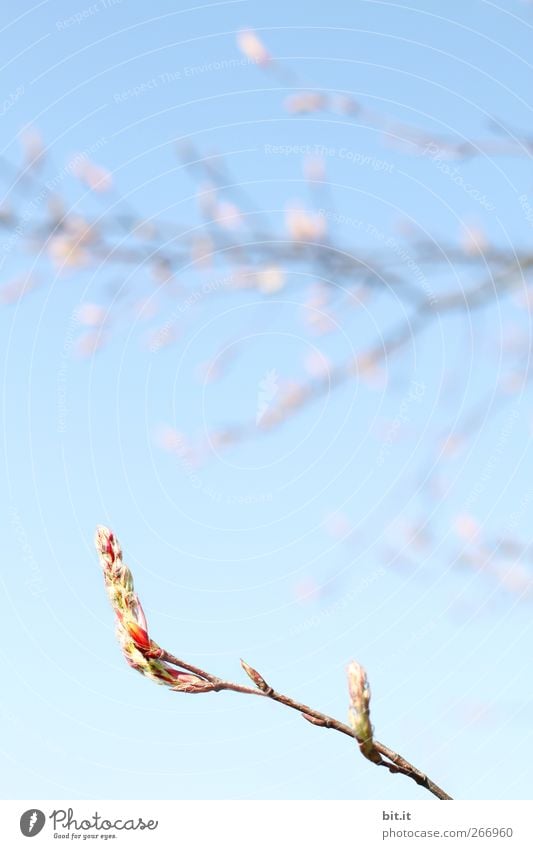 vertical take-off plane Calm Valentine's Day Mother's Day Wedding Birthday Baptism Plant Sky Spring Beautiful weather Tree Bushes Leaf Blossom Foliage plant