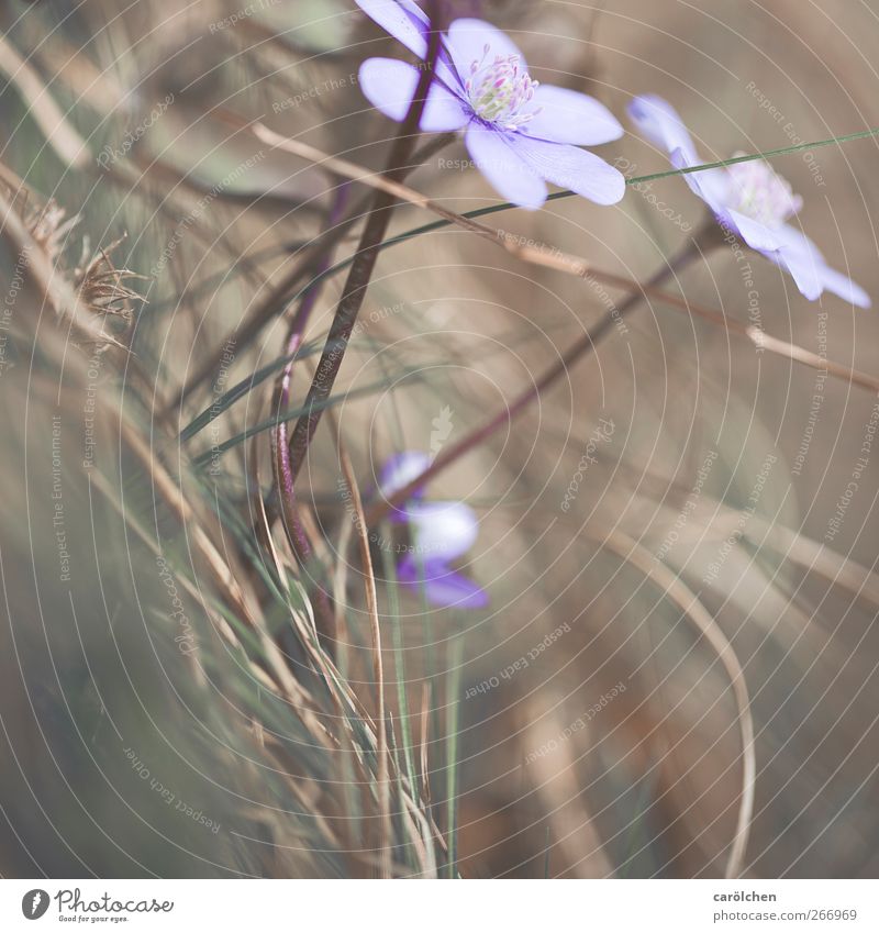 its a new day Environment Plant Spring Flower Wild plant Meadow Brown Violet Spring flowering plant Woodground Delicate Macro (Extreme close-up) Smooth Elegant