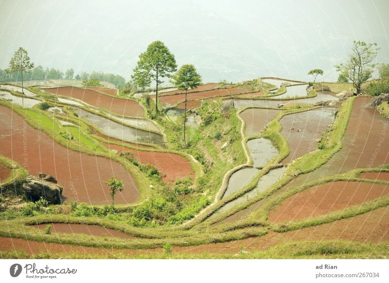 pause Nature Landscape Water Beautiful weather Tree Grass Bushes Paddy field Garden Park Field Hill Pond Lake Yuanyang Yunnan China Stairs Blossoming