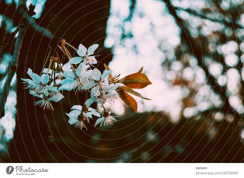 White flowers on the branch of a malus pumila Fruit Apple Beautiful Fragrance Garden Nature Plant Spring Tree Flower Leaf Blossom Park Growth Fresh Bright