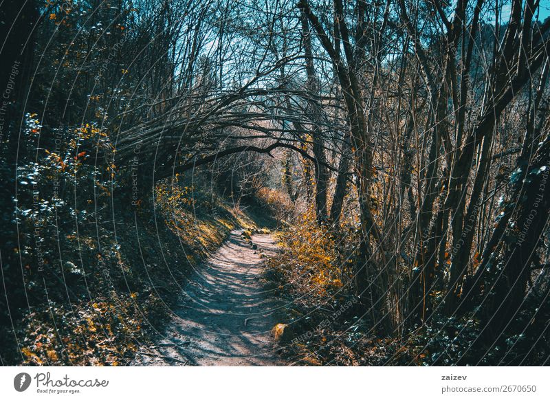 A path through the forest surrounded by bare trees and autumn plants Beautiful Calm Vacation & Travel Tourism Adventure Mountain Hiking Environment Nature