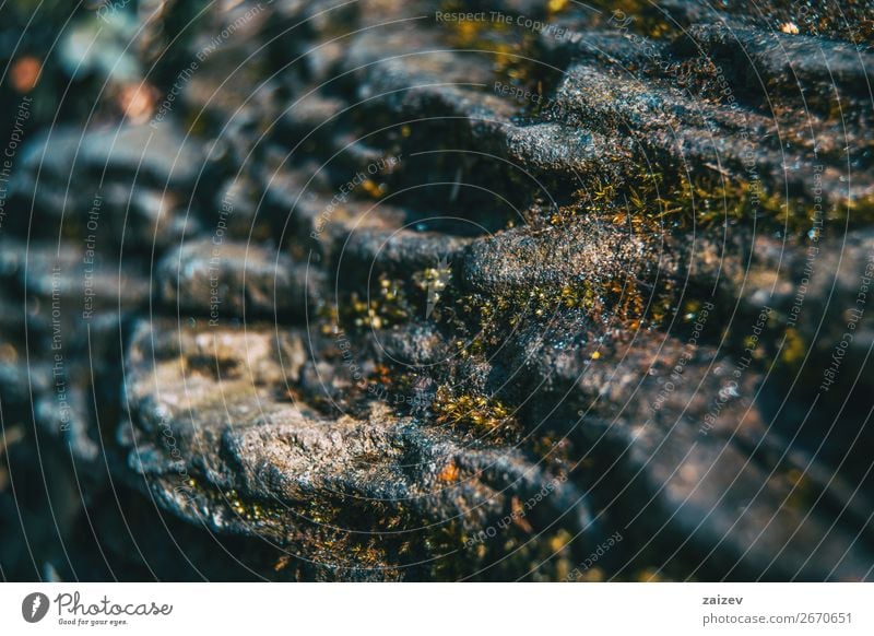 A close up picture of a stratum stone with some moss Life Mountain Environment Nature Landscape Plant Moss Rock Stone Growth Small Wet Natural Gray Green Serene