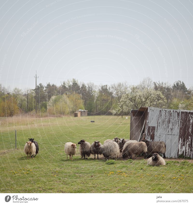 the denver clan Environment Nature Landscape Sky Cloudless sky Spring Plant Tree Meadow Animal Farm animal Sheep Flock Group of animals Herd Natural