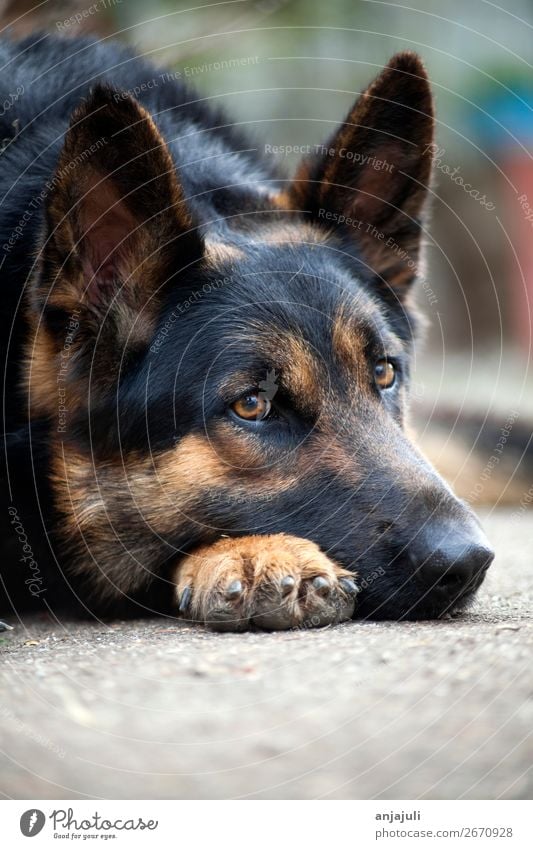 Dog German Shepherd lying Animal Pet Lie Sleep Sadness Grief Dog's snout Fatigue Guard Friendliness German Shepherd Dog Black Courtyard Nose Watchfulness