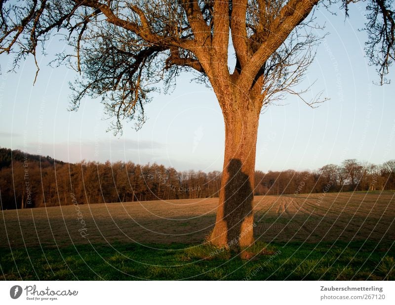 Shady place Nature Field Think To enjoy Far-off places Free Curiosity Protection Secrecy Patient Calm Endurance Unwavering Longing Relationship Uniqueness