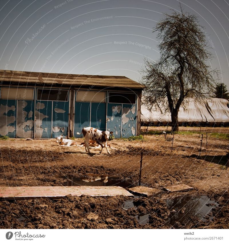 ox tour Earth Tree Cattle Bull Bullock Barn 1 Animal Observe Bend Arise Colour photo Exterior shot Deserted Copy Space top Copy Space bottom