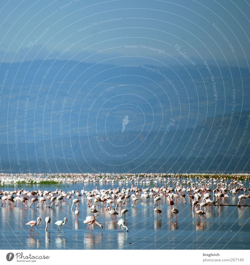 flamingos Lake Lake Nakuru Lake Nakuru National Park Kenya Africa Animal Bird Flamingo Flock Blue Pink White Colour photo Exterior shot Deserted Copy Space top