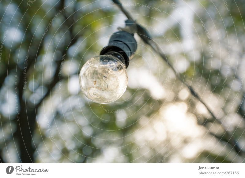 There's a light ... Energy industry Yellow Green Buenos Aires Electric bulb Old Simple Argentina South America Leaf canopy Tree Colour photo Exterior shot