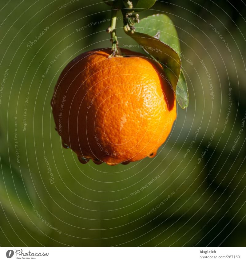 orange Food Fruit Orange Summer Agricultural crop Green Colour photo Exterior shot Deserted Copy Space bottom Day Shallow depth of field