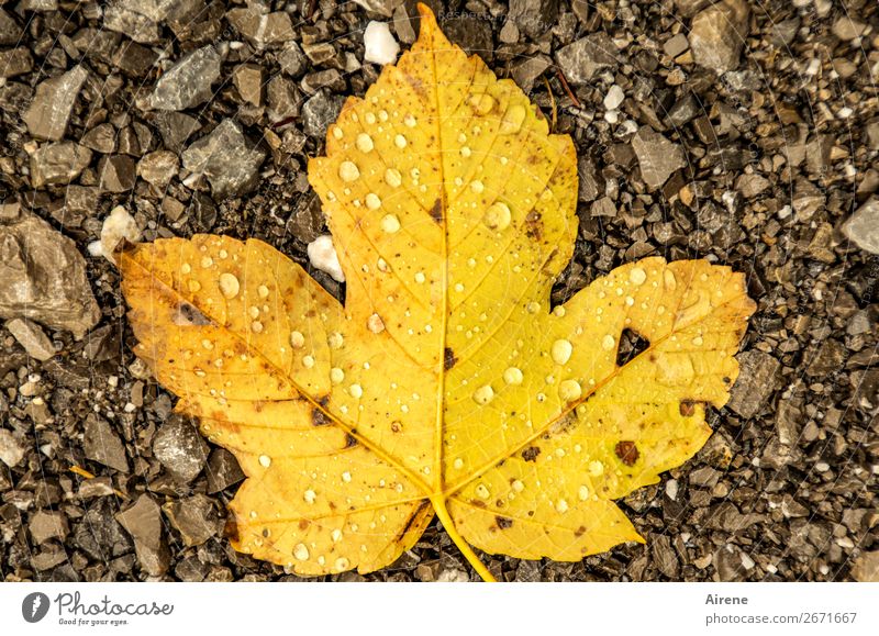 autumn maple leaf with raindrops on gravel Drops of water Autumn Climate Weather Rain Leaf Maple leaf Autumn leaves Dew Gravel Lie Cold Wet naturally Point