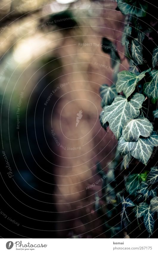 creeper Environment Nature Plant Sun Sunlight Autumn Beautiful weather Bushes Leaf Foliage plant Wild plant Ivy Growth Dark Green Colour photo Subdued colour