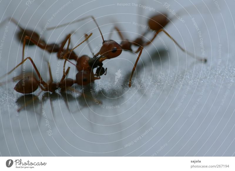 food envy II Animal Wild animal Ant 3 Group of animals Fight Argument Help Feed Prey Food envy Teamwork Appetite Death Envy Attachment Colour photo