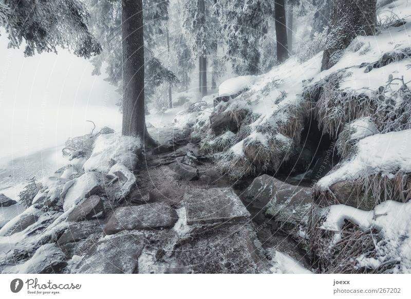 Step Stone Nature Winter Bad weather Fog Ice Frost Snow Tree Forest Mountain Lakeside Cold Brown Black White Idyll Climate Mummelsee Lake Black Forest