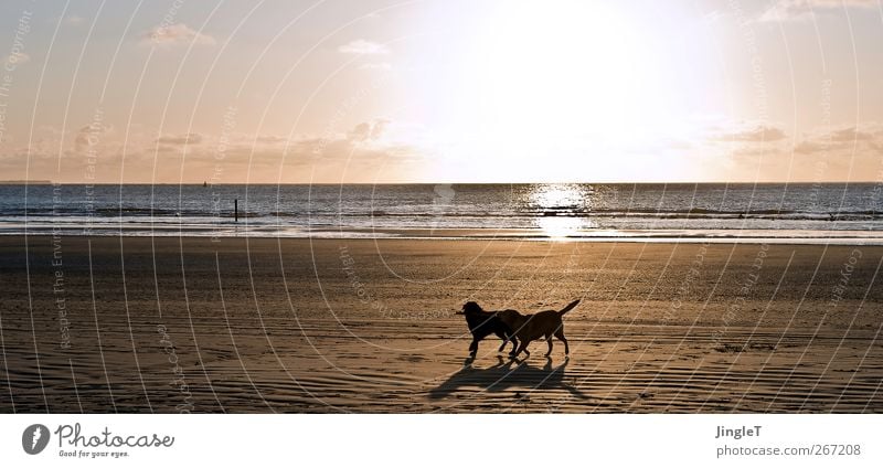 Golden times Playing Beach Ocean Island Waves Environment Nature Landscape Spring North Sea Ameland Animal Pet Dog Labrador 2 Walking Black Enthusiasm Life