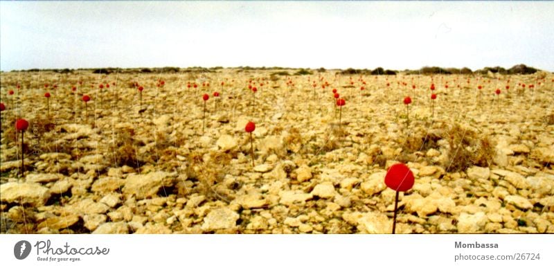 Landart-flowers in desert Beige Art Country art Formentera Panorama (View) Red Flower Leisure and hobbies Landscape Stone Desert Large Panorama (Format)