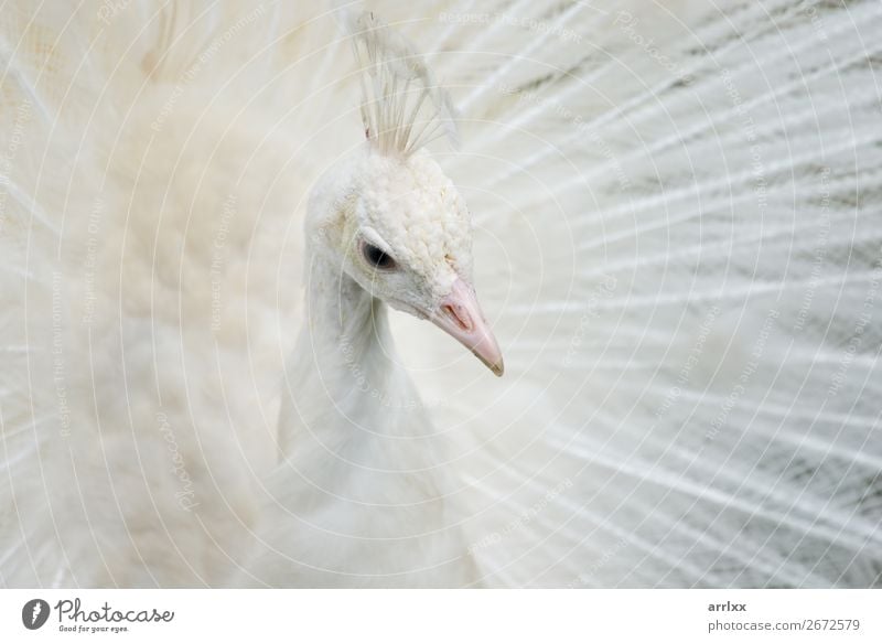 Portrait of a white peacock Beautiful Environment Animal Farm animal Bird 1 White Emotions background Beak Dramatic eye Feather intense male bird Open Peacock