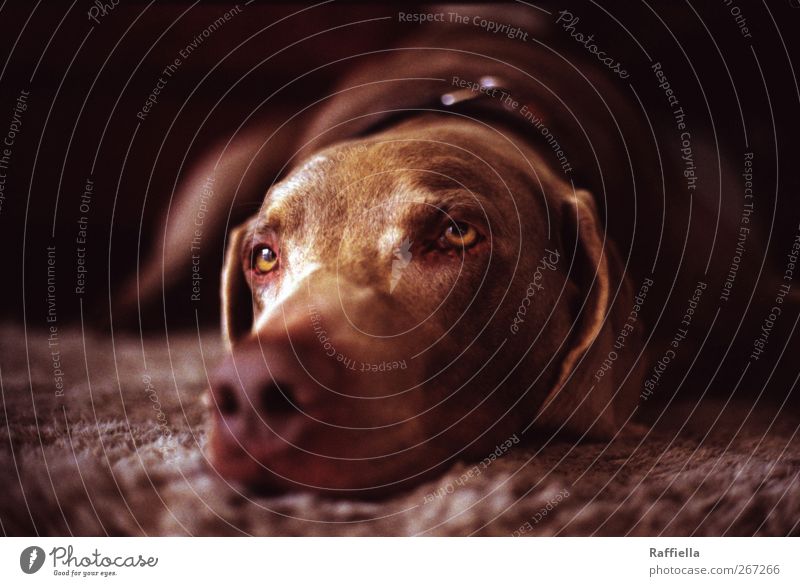 Dreamer I Animal Pet Dog Animal face Pelt Eyes 1 Lie Neckband Carpet Brown Nose Doze Colour photo Interior shot Deserted Day Animal portrait Upward