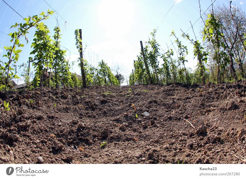 Spring in Slavonia Plant Earth Sky Cloudless sky Sun Sunlight Beautiful weather Foliage plant Garden Field Deserted Sand Blossoming Growth Blue Brown Green