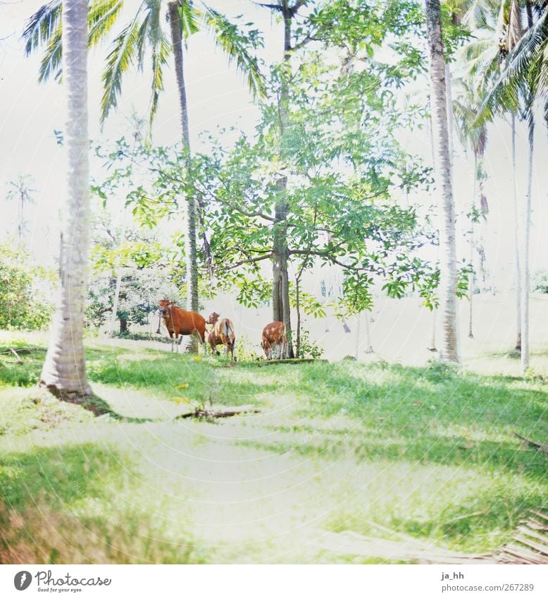 farm animals Far-off places Nature Sunlight Beautiful weather Exotic Palm tree Forest Virgin forest Farm animal Cow Herd Vacation & Travel Back-light Bali