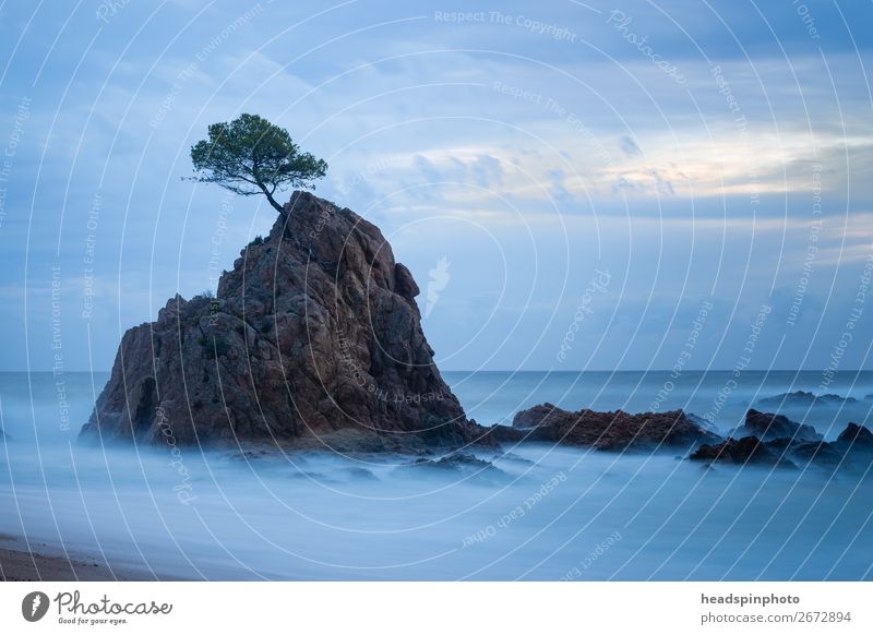 Long-term exposure of a tree on a rock in the sea Vacation & Travel Tourism Trip Adventure Freedom Beach Ocean Island Waves Environment Nature Landscape