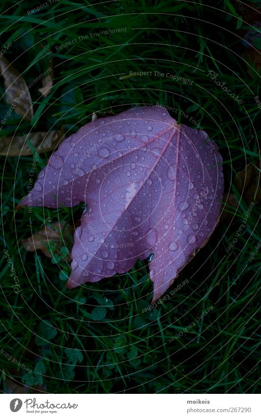 Maple leaf in violet Nature Plant Drops of water Autumn Grass Leaf Esthetic Authentic Green Violet Colour photo Exterior shot Copy Space top Copy Space bottom