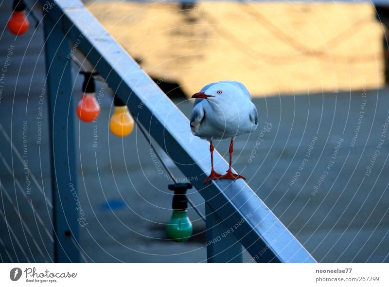 Seagull on railing in Australia Animal Bird 1 Observe Moody Disbelief Mistrust Colour photo Multicoloured Exterior shot Deserted Day Bird's-eye view