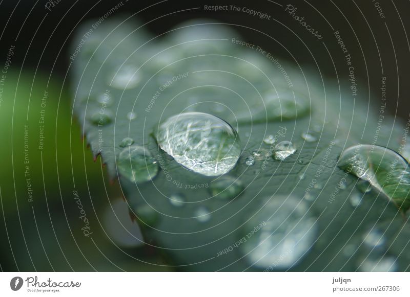 autumn morning dew Garden Nature Drops of water Autumn Plant Rose Leaf Fresh Near Wet Round Juicy Green Colour photo Exterior shot Macro (Extreme close-up)