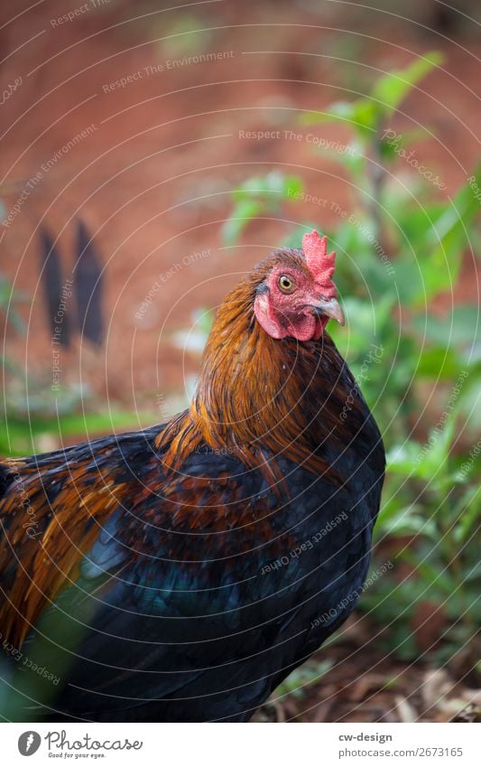 Animal in Cuba cuba Poultry winged animal