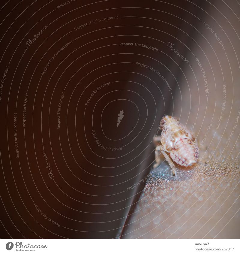 Don't jump!!!!! Animal Beetle 1 Baby animal Observe Discover Wait Brown Bravery Perspective Decide Lacking Deep Fear Colour photo Subdued colour Interior shot