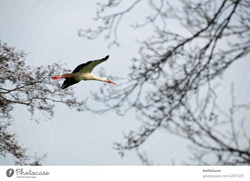 My employer Nature Sky Cloudless sky Plant Tree Bushes Wild plant Animal Wild animal Bird Wing 1 Flying Red Black White Stork Environmental protection