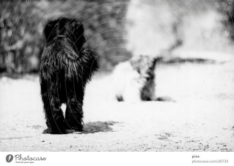 old friends Summer Lanes & trails Pelt Pet Dog 2 Animal Black White Moody Calm Expectation Briard Herding dog Encounter Black & white photo Rear view Watchdog