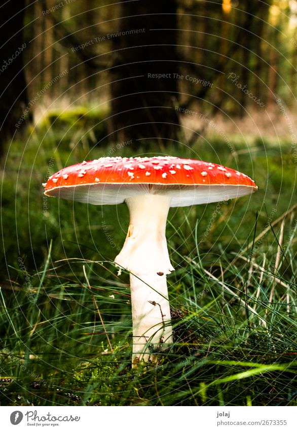 lepidopteran fungus Nature Plant Autumn mushrooms Forest Village Red Colour photo Exterior shot Close-up Experimental Day Front view