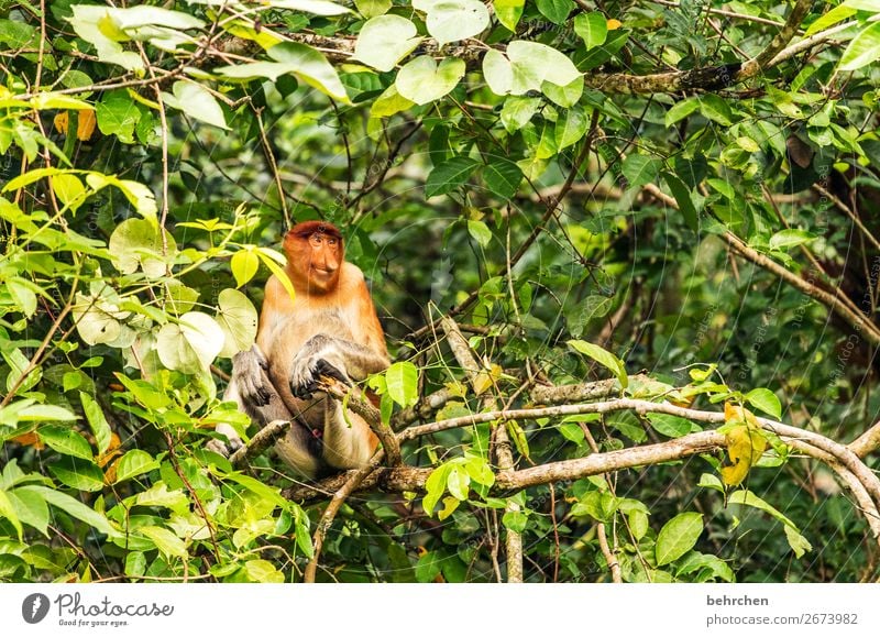 smiling Animal portrait Contrast Light Day Deserted Exterior shot Colour photo Environmental protection Animal protection Impressive Wanderlust Sarawak