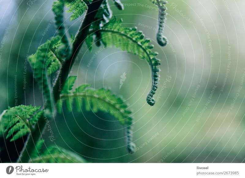 fern bud in forest III Life Nature Plant Tree Fern Forest Virgin forest Wet Cute Green Colour Bud Australia + Oceania Melbourne victoria Live greeny round