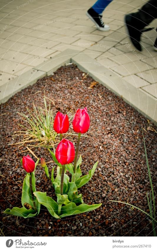 tulip walk 2 Human being Spring Plant Tulip Pedestrian Lanes & trails Going Illuminate Esthetic Authentic Movement Relationship Nature Town Flowerbed