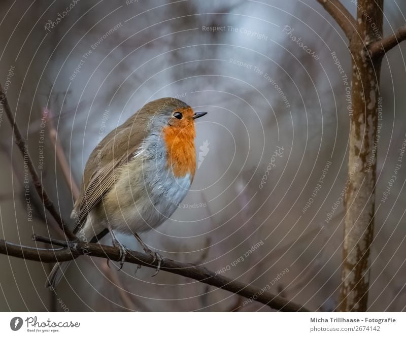 Robin in the evening light Environment Nature Animal Sunlight Autumn Tree Wild animal Bird Animal face Wing Claw Robin redbreast Beak Feather Legs 1 Observe