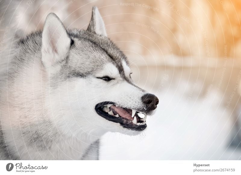 Grinning gray dog showing teeth closeup side portrait Winter Snow Teeth Dog Gray White Dangerous cold Frost Husky Posture siberian husky Wolf predator danger