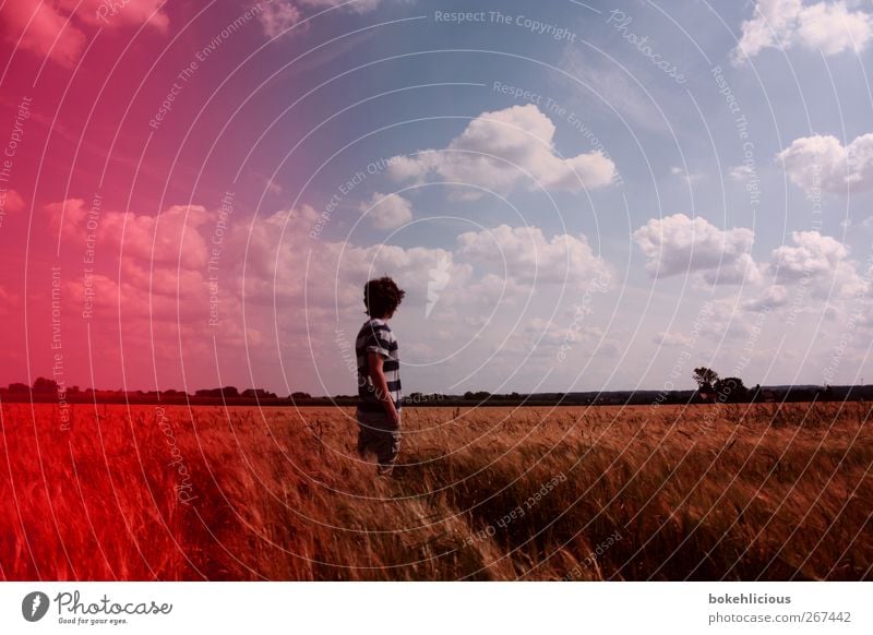 retro field Nature Landscape Sunlight Field Free Retro Red Clouds Film Vantage point Happiness Cheerful Tree T-shirt Happy Love of nature Loneliness Individual