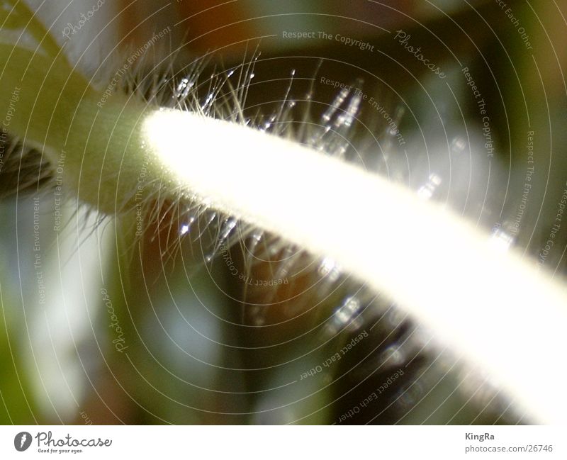 hairy Stalk Plant Green Near Macro (Extreme close-up) Hair and hairstyles Sun