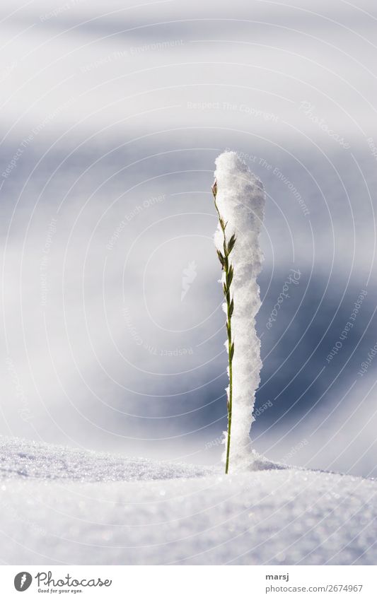 Surprise. Winter came too fast. Snow Grass Stand Endurance Unwavering Nature Whimsical Attachment Prop Support Hold Connectedness Symbiosis Narrow Delicate