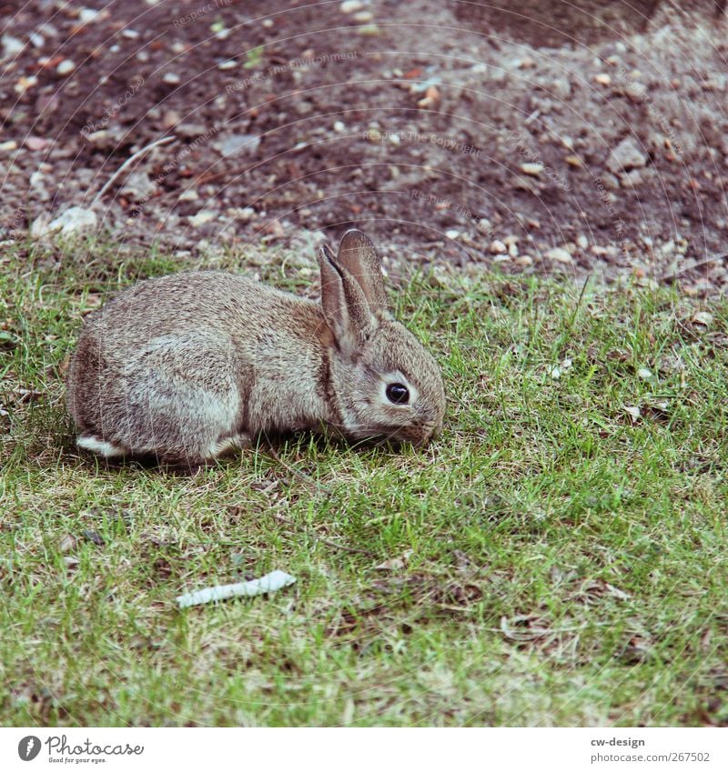 Soon it will be Christmas Nature Grass Garden Park Meadow Field Animal Pet Pelt Zoo Petting zoo Hare & Rabbit & Bunny Rodent Mammal 1 Sit Gray Green Beautiful